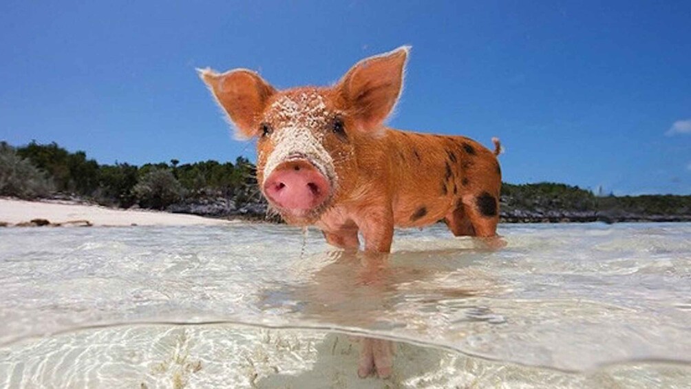 Picture 9 for Activity From Nassau: Swim with Pigs Safari