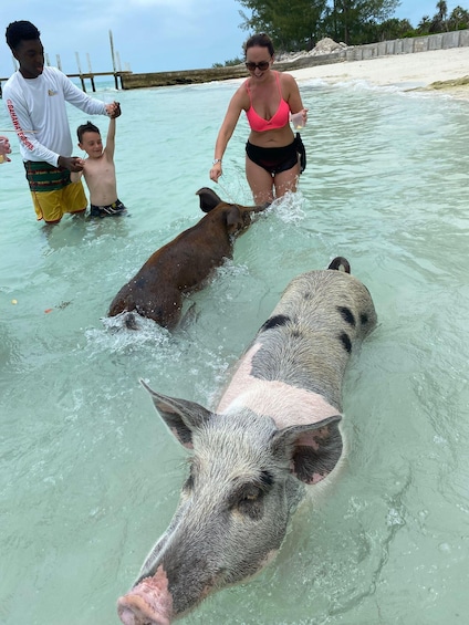 Picture 13 for Activity Swimming Pigs Safari 2hrs