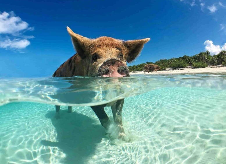 Picture 11 for Activity From Nassau: Swim with Pigs Safari