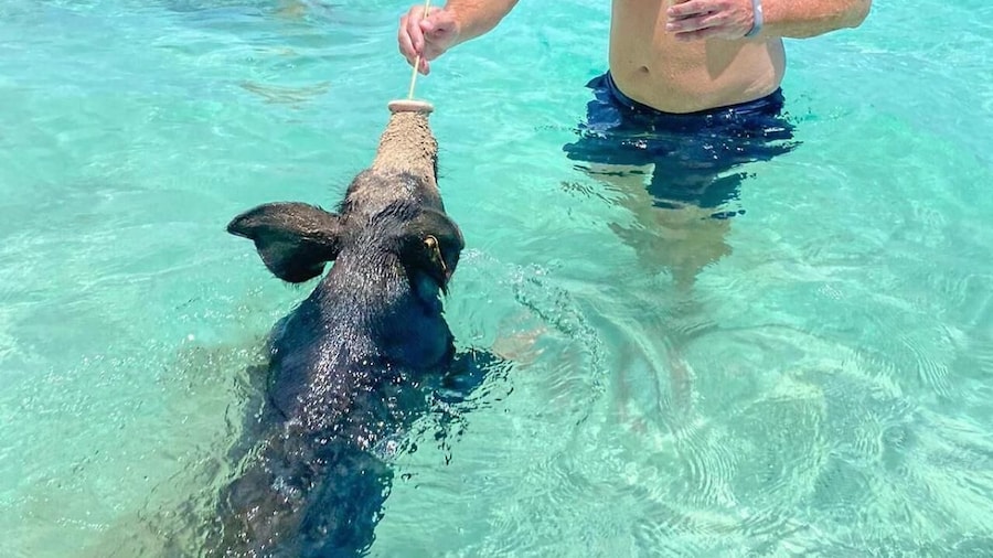 From Nassau: Swim with Pigs Safari