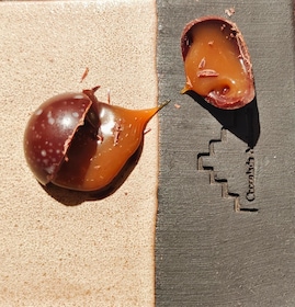 Private Chocolate Tasting Experience in Ghent