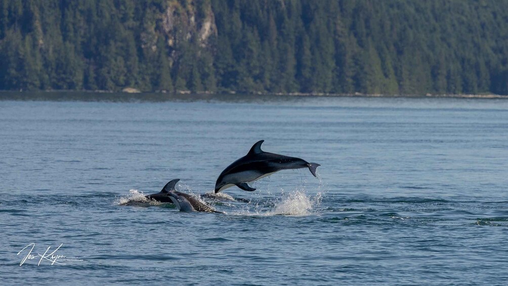 Picture 6 for Activity Campbell River: Wildlife Tour by Covered Boat