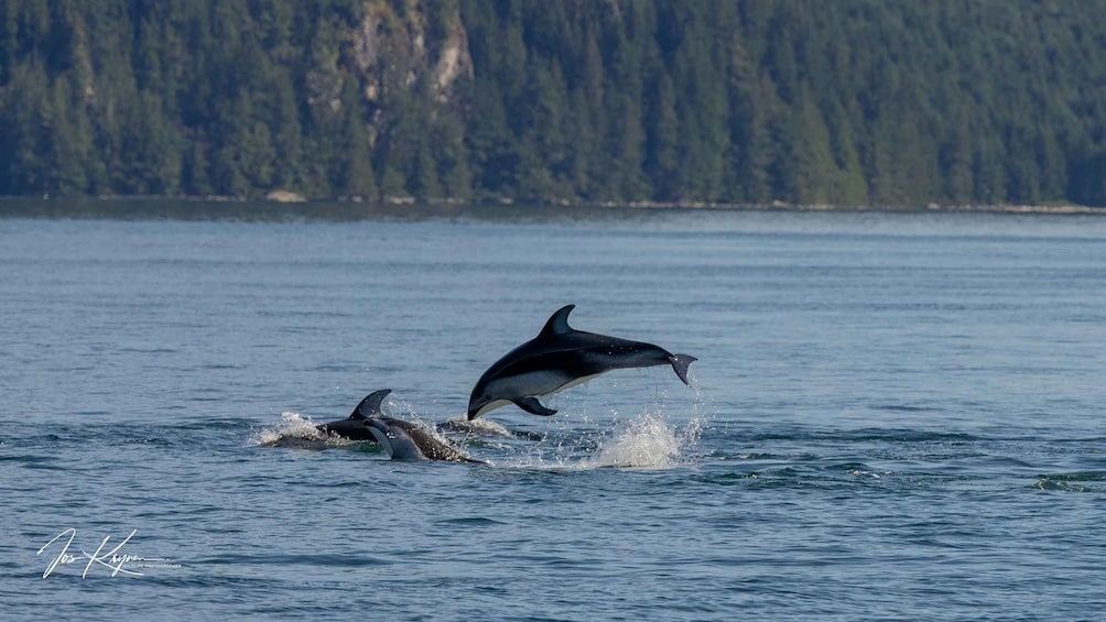 Picture 6 for Activity Campbell River: Wildlife Tour by Covered Boat
