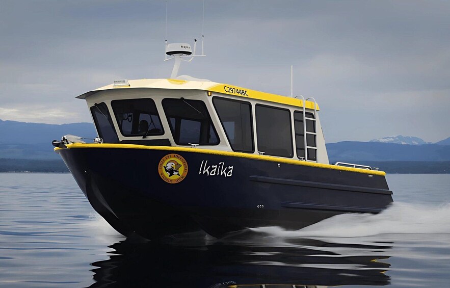 Campbell River: 4 Hour Whale & Wildlife Tour by Covered Boat