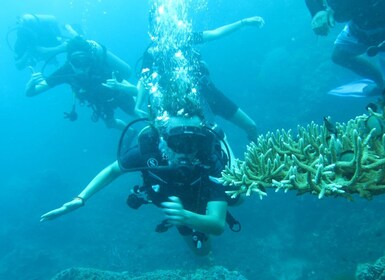 Basic Fun Dive At Menjangan Island