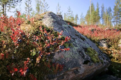 Rovaniemi: Wild berries and mushrooms picking tour