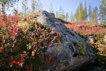 Rovaniemi forest foraging adventure: Pick, Prepare, Savour