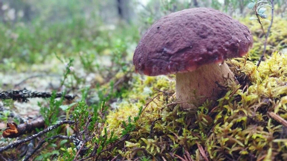 Picture 7 for Activity Rovaniemi: Wild berries and mushrooms picking tour