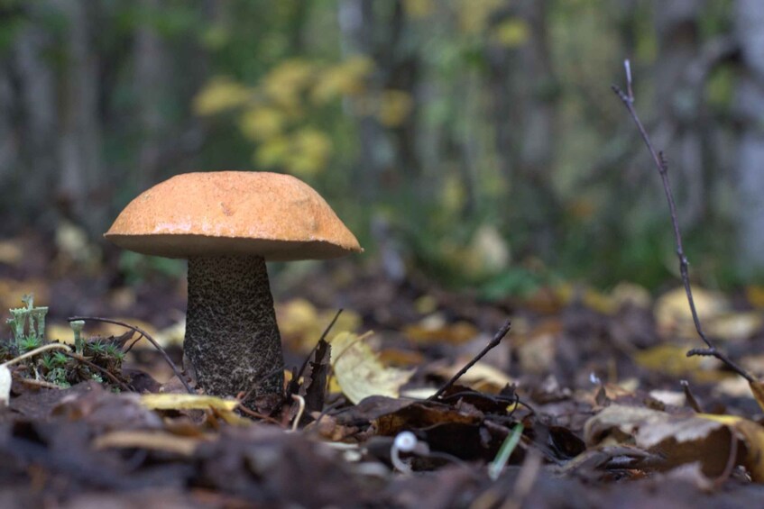 Picture 4 for Activity Rovaniemi: Wild berries and mushrooms picking tour