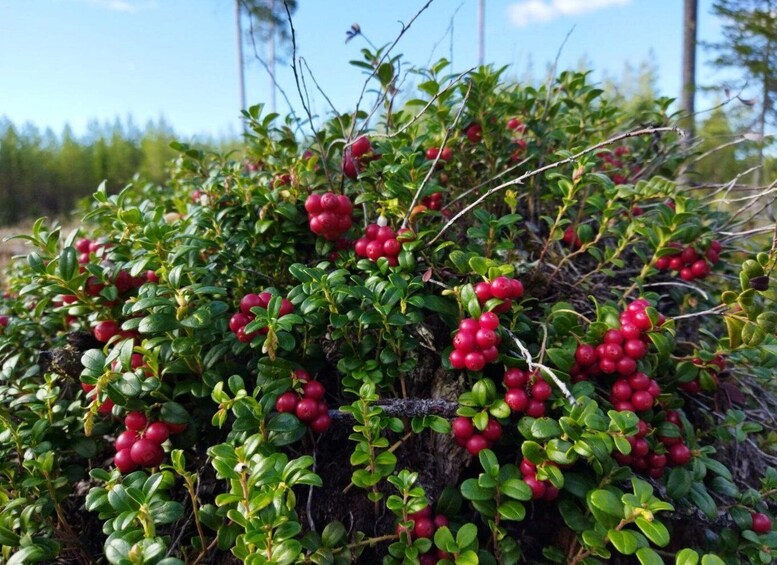 Picture 8 for Activity Rovaniemi forest foraging adventure: Pick, Prepare, Savor