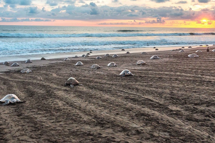 Picture 2 for Activity Costa Rica: Hundreds of thousands Olive Ridley Sea Turtles