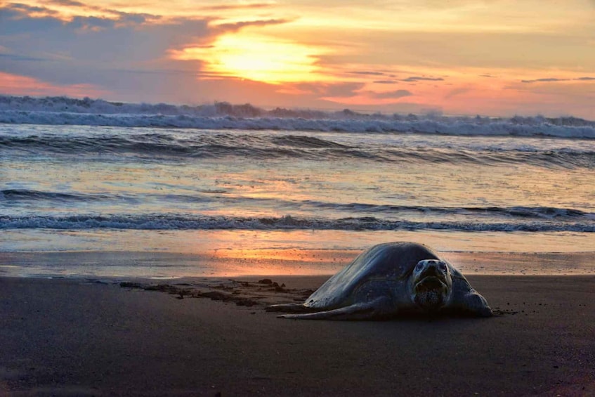 Picture 1 for Activity Costa Rica: Hundreds of thousands Olive Ridley Sea Turtles