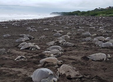 Costa Rica: Hundreds of thousands Olive Ridley Sea Turtles