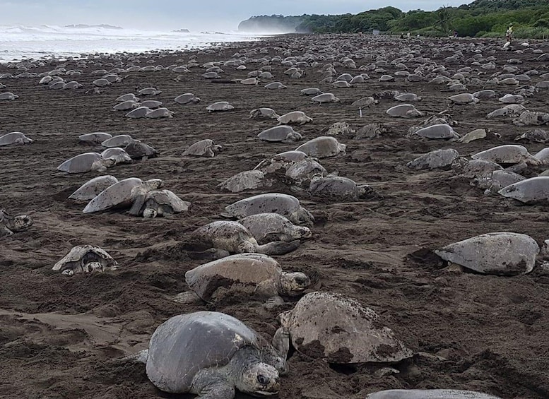 Costa Rica: Hundreds of thousands Olive Ridley Sea Turtles