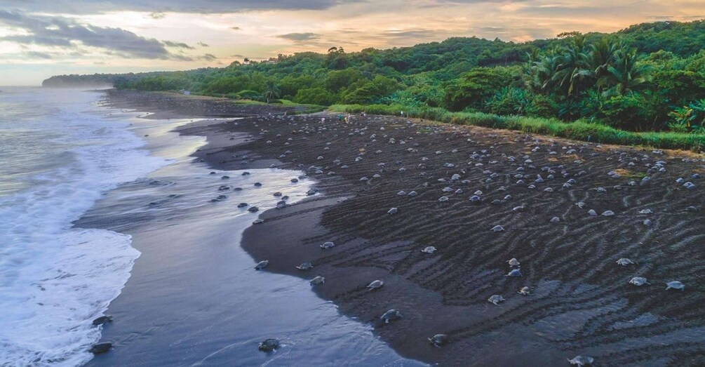 Picture 6 for Activity Costa Rica: Hundreds of thousands Olive Ridley Sea Turtles