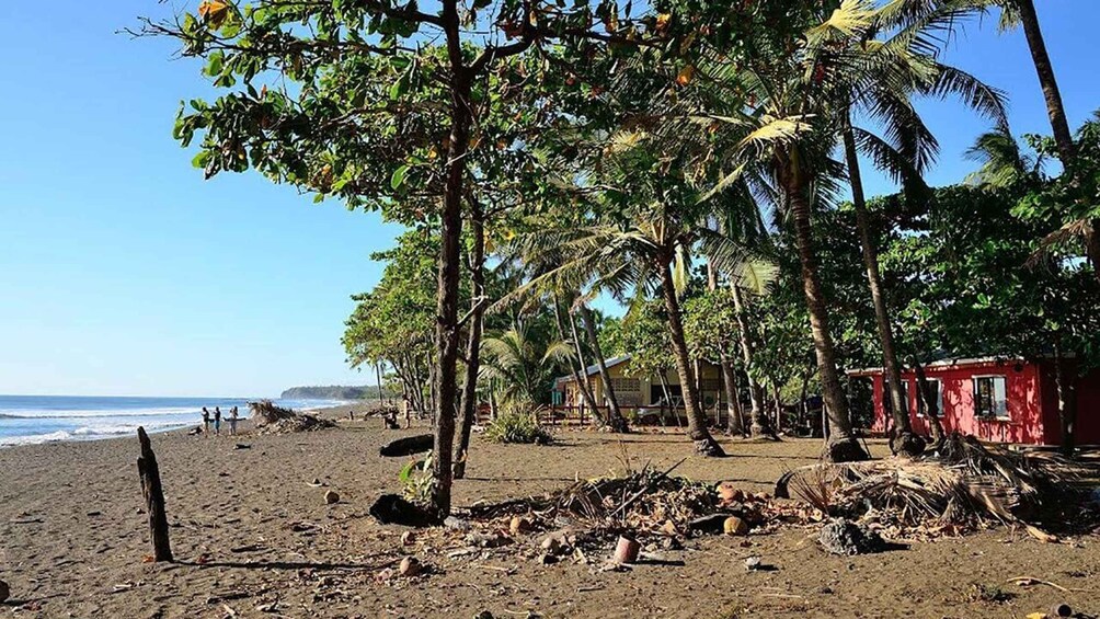 Picture 11 for Activity Costa Rica: Hundreds of thousands Olive Ridley Sea Turtles