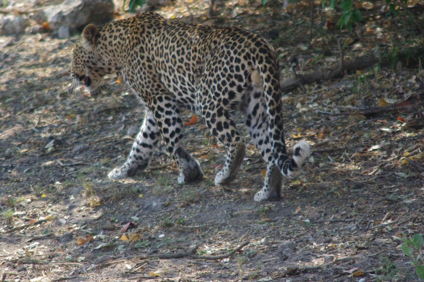 Picture 10 for Activity Hwange Full Day Safari Tour