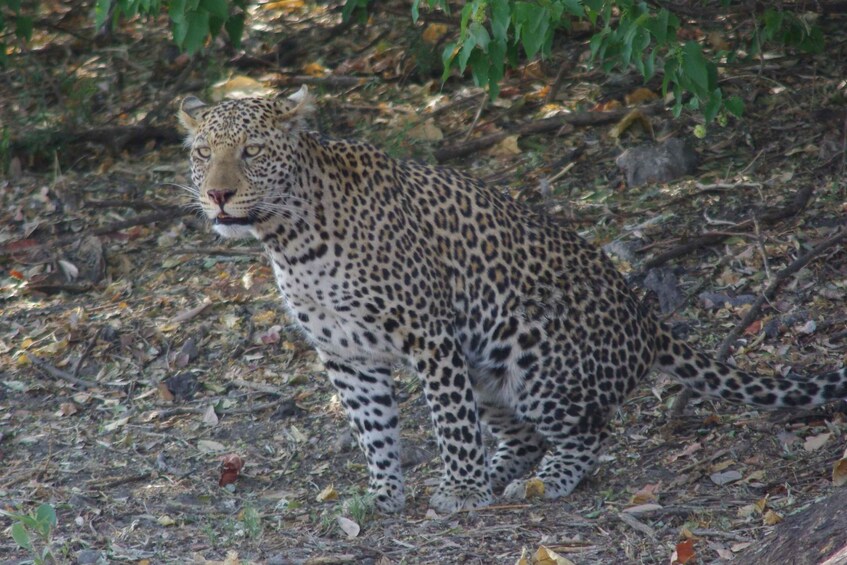 Picture 8 for Activity Hwange Full Day Safari Tour