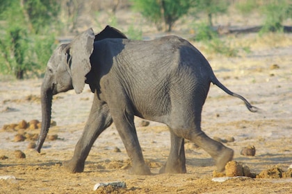 Hwange Ganztägige Safari Tour