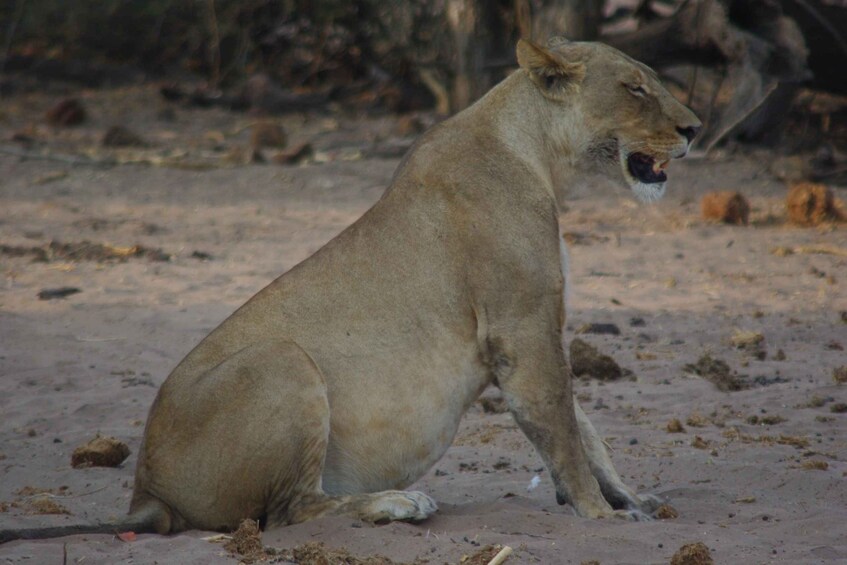 Picture 3 for Activity Hwange Full Day Safari Tour