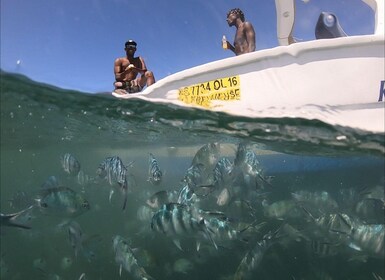 La Preneuse: Dolphin Watching and Snorkelling Speedboat Tour