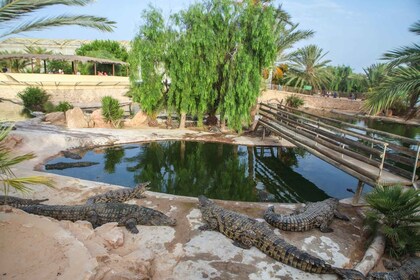 Half Day Tour in Djerba Island with Crocodile Encounter