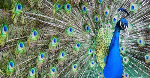 Alabama : Carte multi-attractions pour la région de Gulf Shores/Orange Beac...