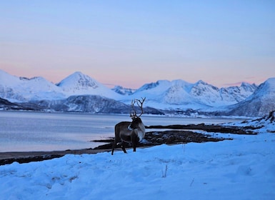 From Tromsø: Arctic Wildlife & Fjord Sightseeing Tour by Car