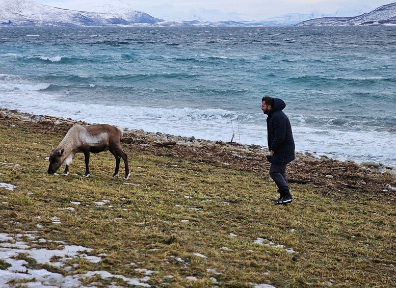 Picture 18 for Activity From Tromsø: Arctic Wildlife & Fjord Sightseeing Tour by Car