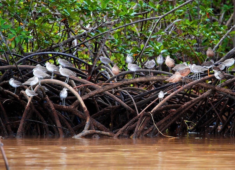 Picture 12 for Activity Costa Rica Mangrove Tour: Terraba National Wetlands - Uvita