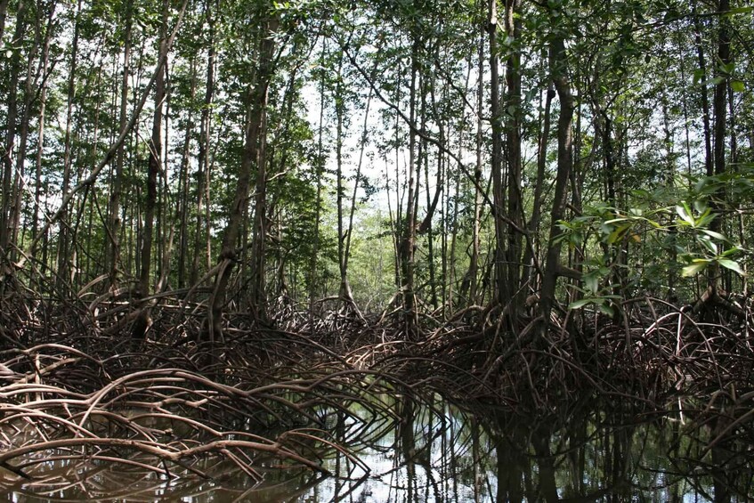 Picture 5 for Activity Costa Rica Mangrove Tour: Terraba National Wetlands - Uvita