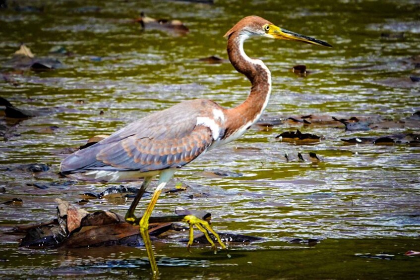 Picture 9 for Activity Costa Rica Mangrove Tour: Terraba National Wetlands - Uvita