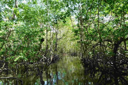 Costa Rica Mangrove Tour: Terraba National Wetlands - Uvita