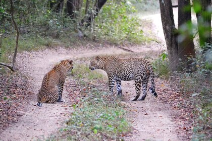 Viaje de 2 días a los parques nacionales de Sri Lanka