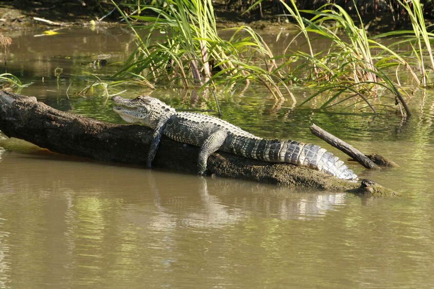 Picture 24 for Activity Sri Lanka 2-Day National Parks Trip