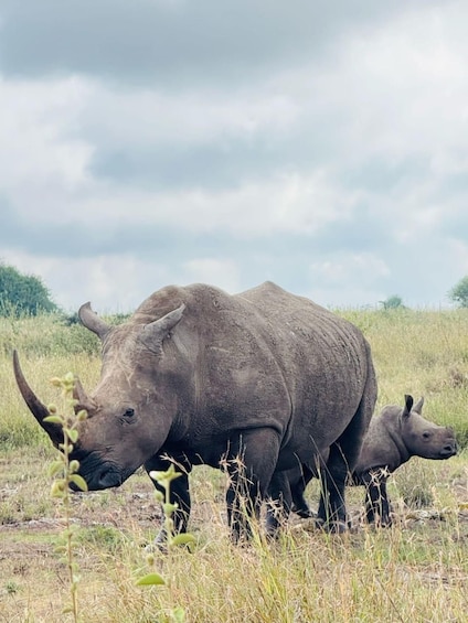 Picture 41 for Activity Nairobi: National Park, Elephant Orphanage & Giraffe Center