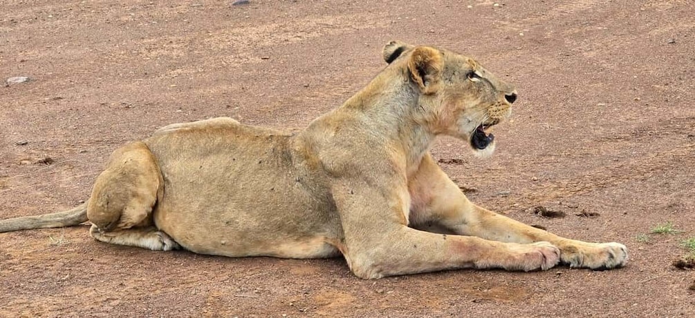 Picture 34 for Activity Nairobi: National Park, Elephant Orphanage & Giraffe Center