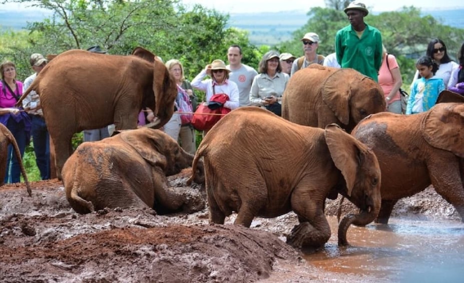 Picture 7 for Activity Nairobi: National Park, Elephant Orphanage, & Giraffe Center