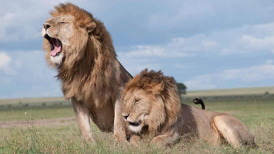 Nairobi: National Park, Elephant Orphanage, & Giraffe Center