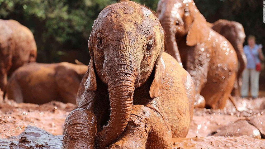 Picture 12 for Activity Nairobi: National Park, Elephant Orphanage, & Giraffe Center