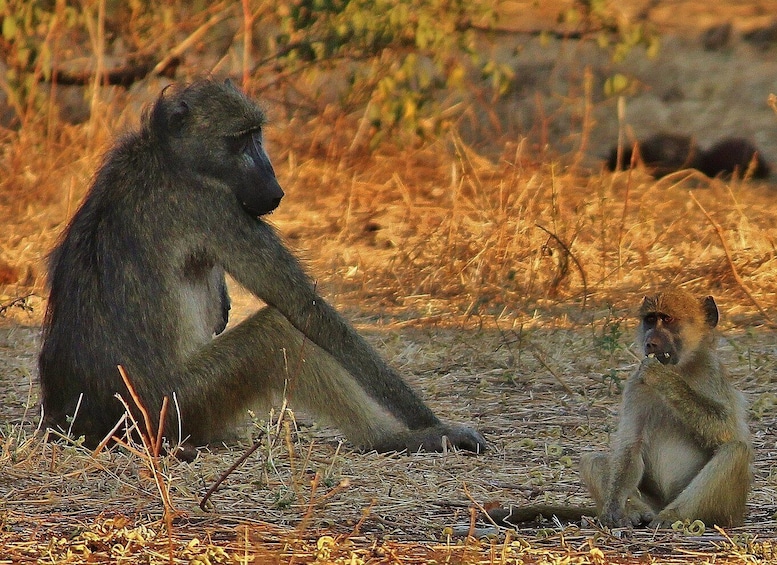 Picture 3 for Activity From Victoria Falls : Hwange Day and Overnight Safari