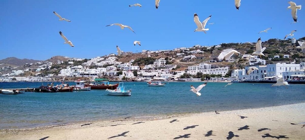 Picture 2 for Activity Mykonos: Highlights Tour with Panagia Tourliani Monastery