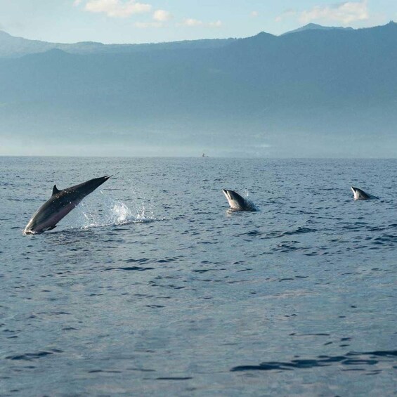 Picture 18 for Activity Taormina: Private Speedboat Tour with Aperitif and Swim Stop