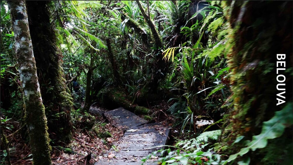 Picture 4 for Activity Randonnée "BELOUVA" rainforest hike, Saturdays.
