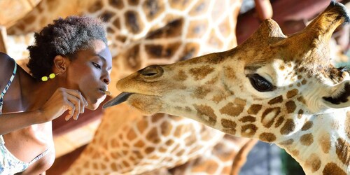 David Sheldrick Wildlife Trust & Giraffe Center: Guidet omvisning