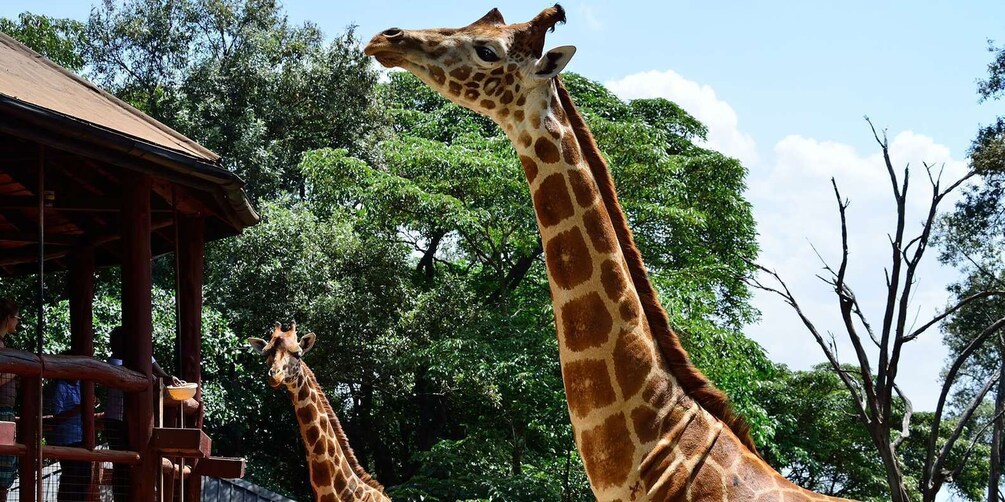 Picture 2 for Activity David Sheldrick Wildlife Trust & Giraffe Center: Guided Tour