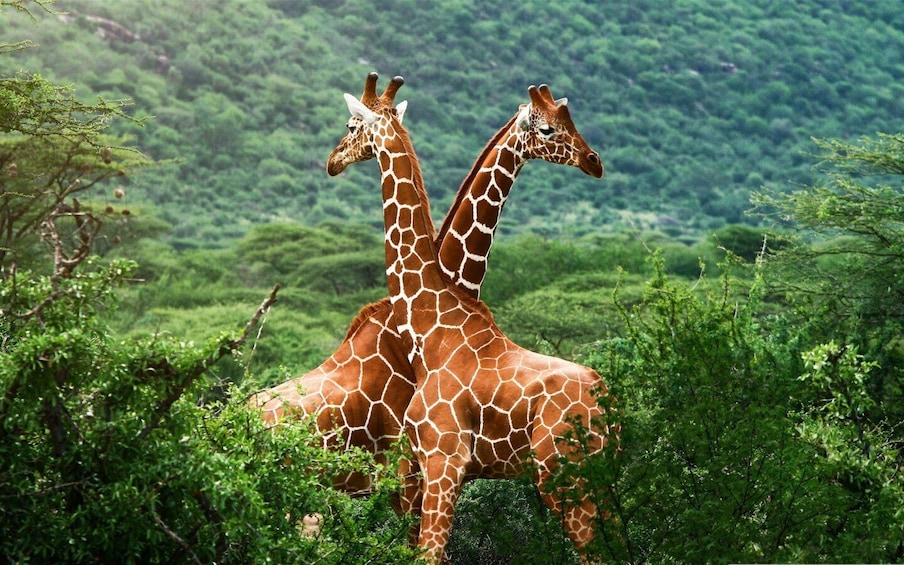 Picture 5 for Activity David Sheldrick Wildlife Trust & Giraffe Center: Guided Tour