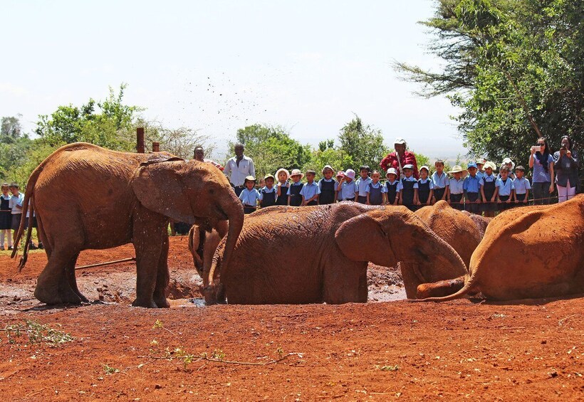 Picture 7 for Activity David Sheldrick Wildlife Trust & Giraffe Center: Guided Tour