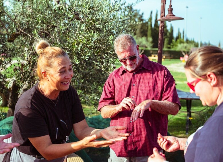 Picture 9 for Activity Volterra - Olive oil tasting with lunch with lunch or dinner