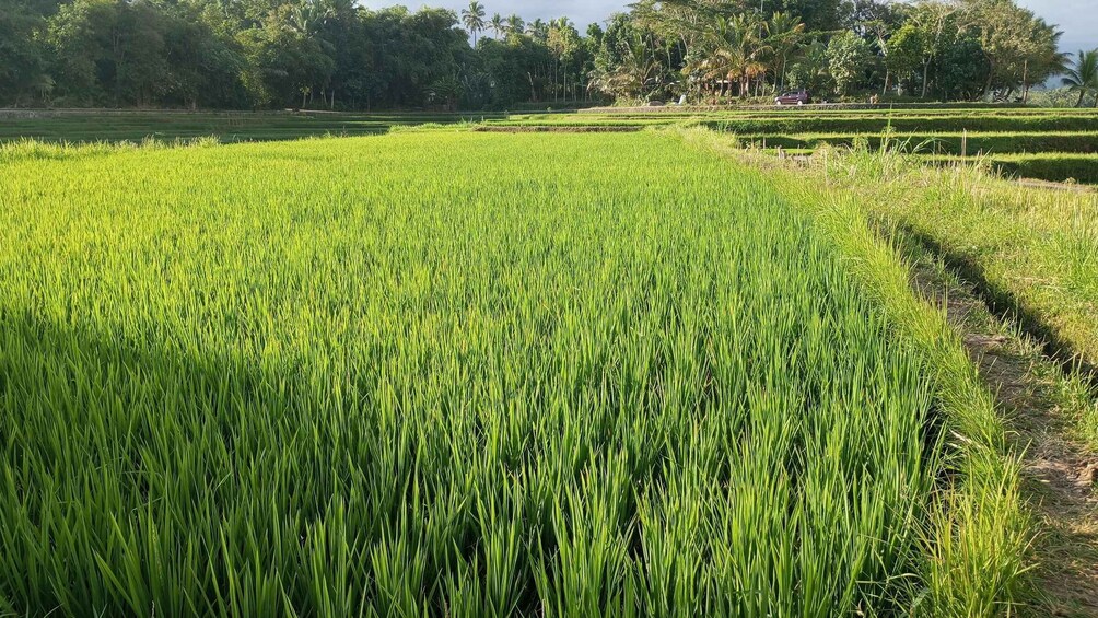 Picture 2 for Activity Lombok Day Trip: Waterfall, rice Terrace, Bamboo handycraft